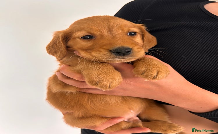 Golden Retriever dogs - Advert 2
