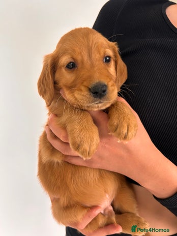 Golden Retriever dogs - Advert 2