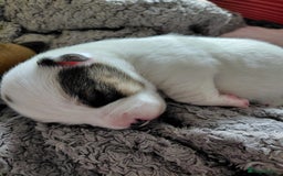 Jack Russell dogs for sale: Beautiful Jack Russell puppies  - Image 5