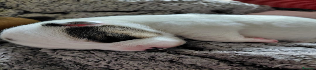 Jack Russell Puppy 1