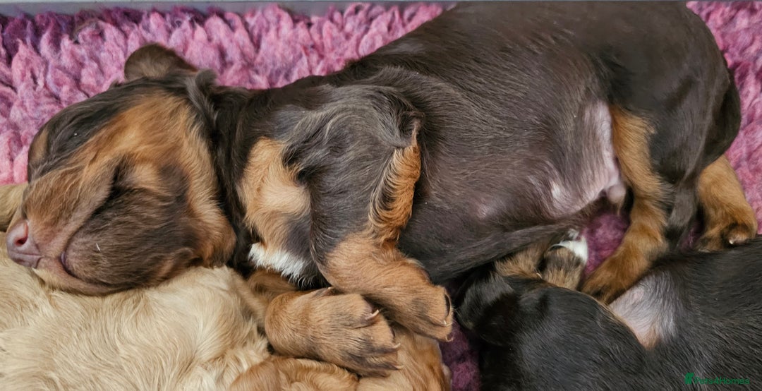 Cocker Spaniel dogs for sale: 8 AMAZING KC REG WORKING COCKER SPANIEL PUPPIES - Image 18
