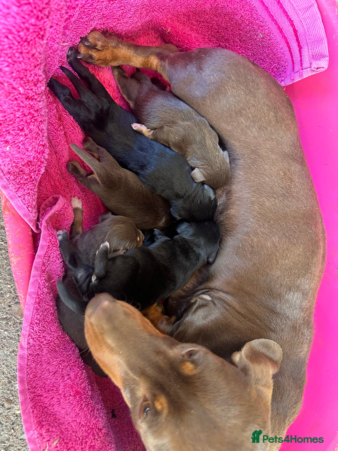 Mixed Breed dogs for sale: 🐾 Gorgeous Doxiepoo Puppies – Ready Soon! 🐾 - Image 11