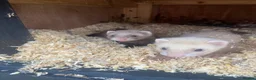 Ferret rodents for sale: Micro ferret Hobs - Advert 5