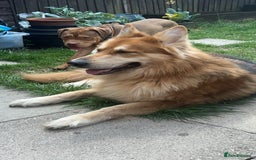 German Shepherd dogs for stud: German shepherd male for stud - Image 7