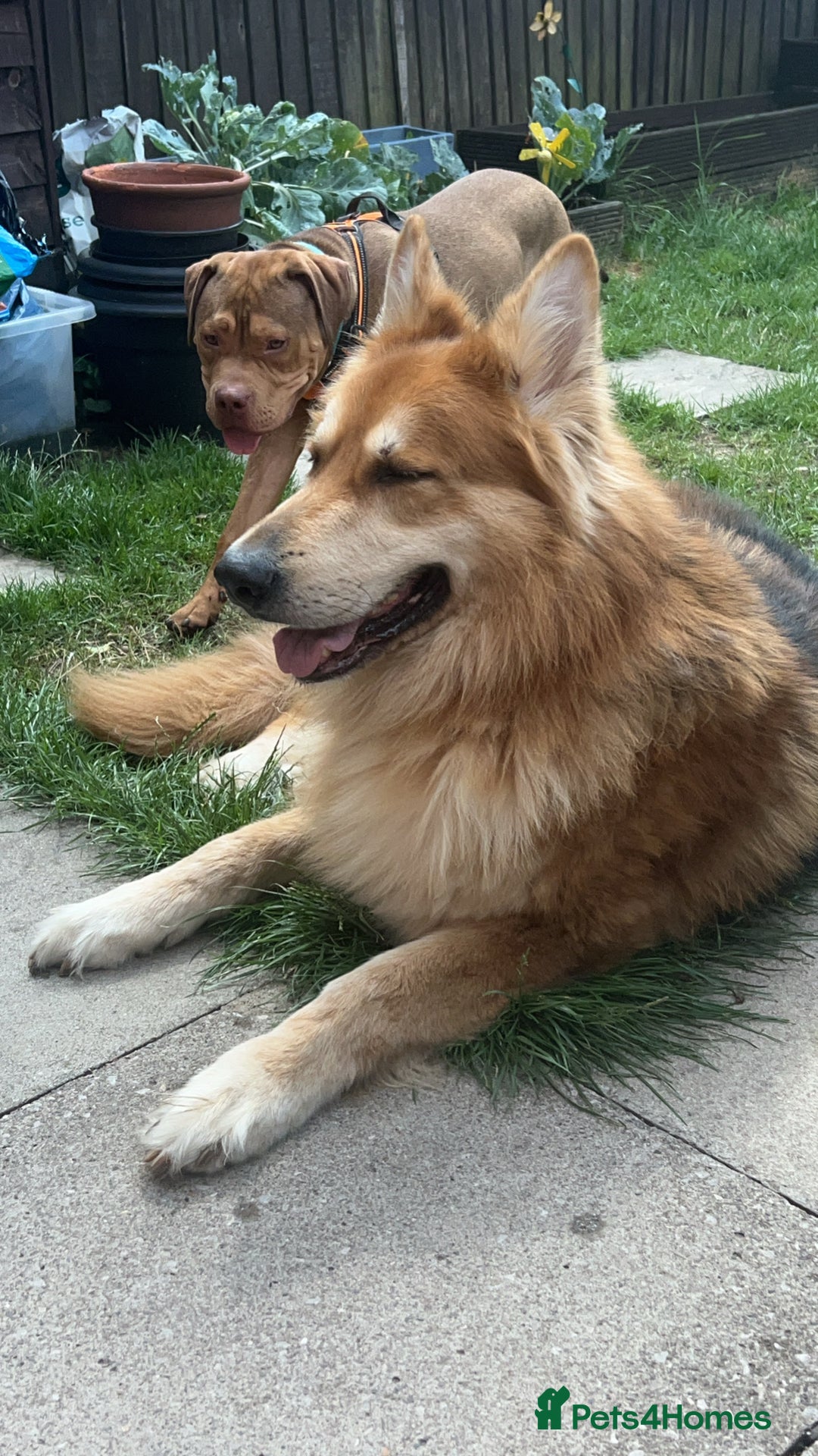 German Shepherd dogs for stud: German shepherd male for stud - Image 7