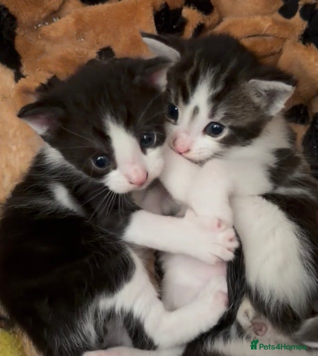 Maine Coon cats Maine Coon cross kittens - Advert 15
