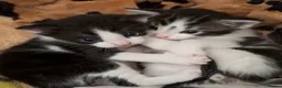 Maine Coon cats for sale: Maine Coon cross kittens in York - Advert 1