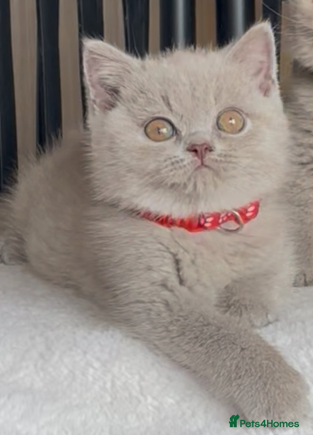 British Shorthair cats for sale: Beautiful Lilac BSH champion Line kittens - Image 14