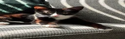 Mixed Breed cats for sale: 2 cats for sale  in Sheffield - Advert 10