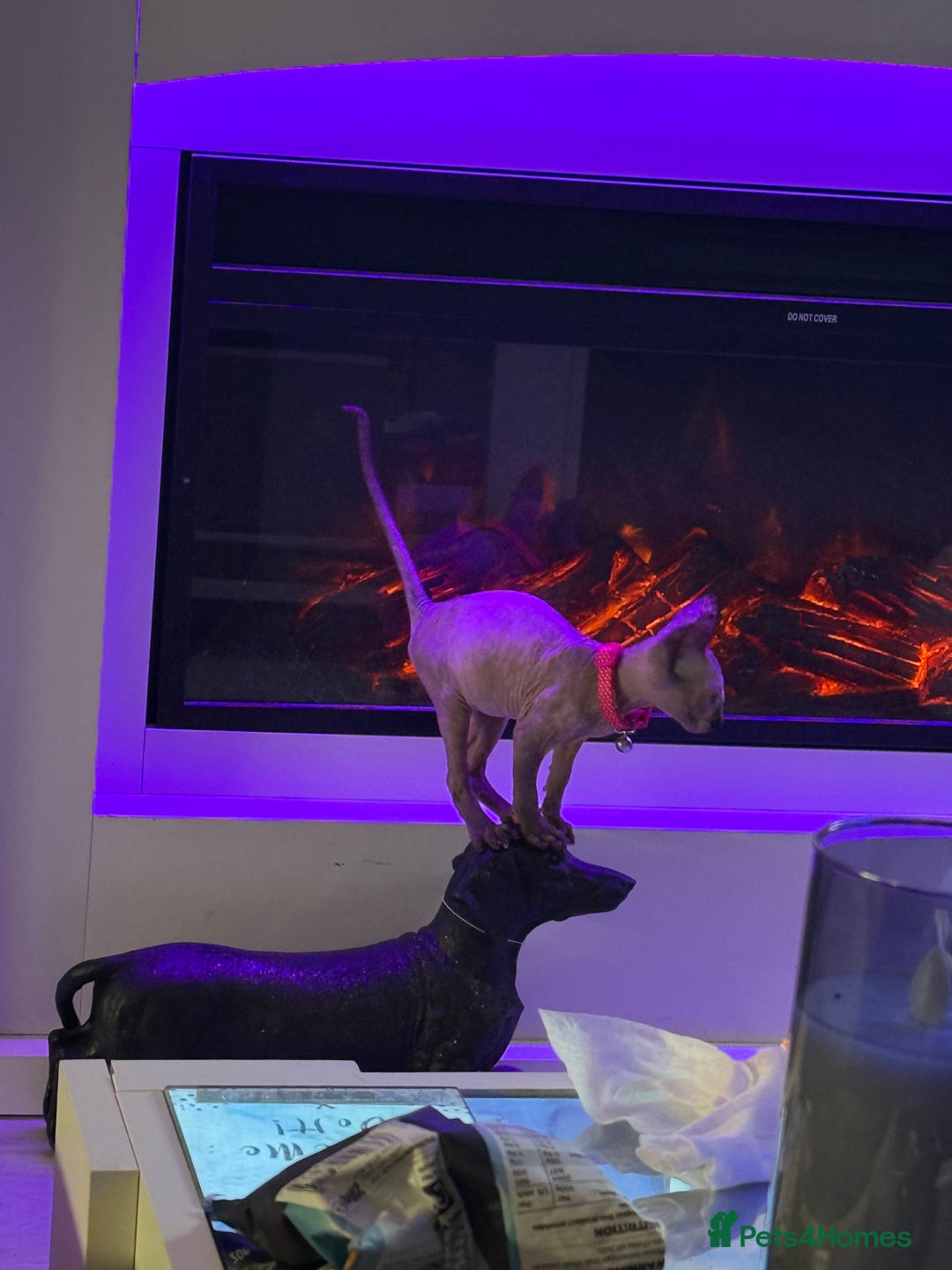 Sphynx cats for sale: Spynx kitten  - Image 5