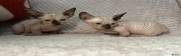 Sphynx cats for sale: Bambino kittens Ready now! - Advert 9