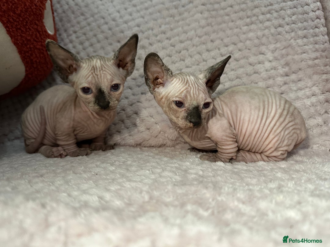 Sphynx cats for sale: Bambino kittens Ready now! - Advert 9