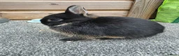 Netherland Dwarf rabbits for sale: Netherland Dwarf kits black otter, agouti vienna  - Advert 5