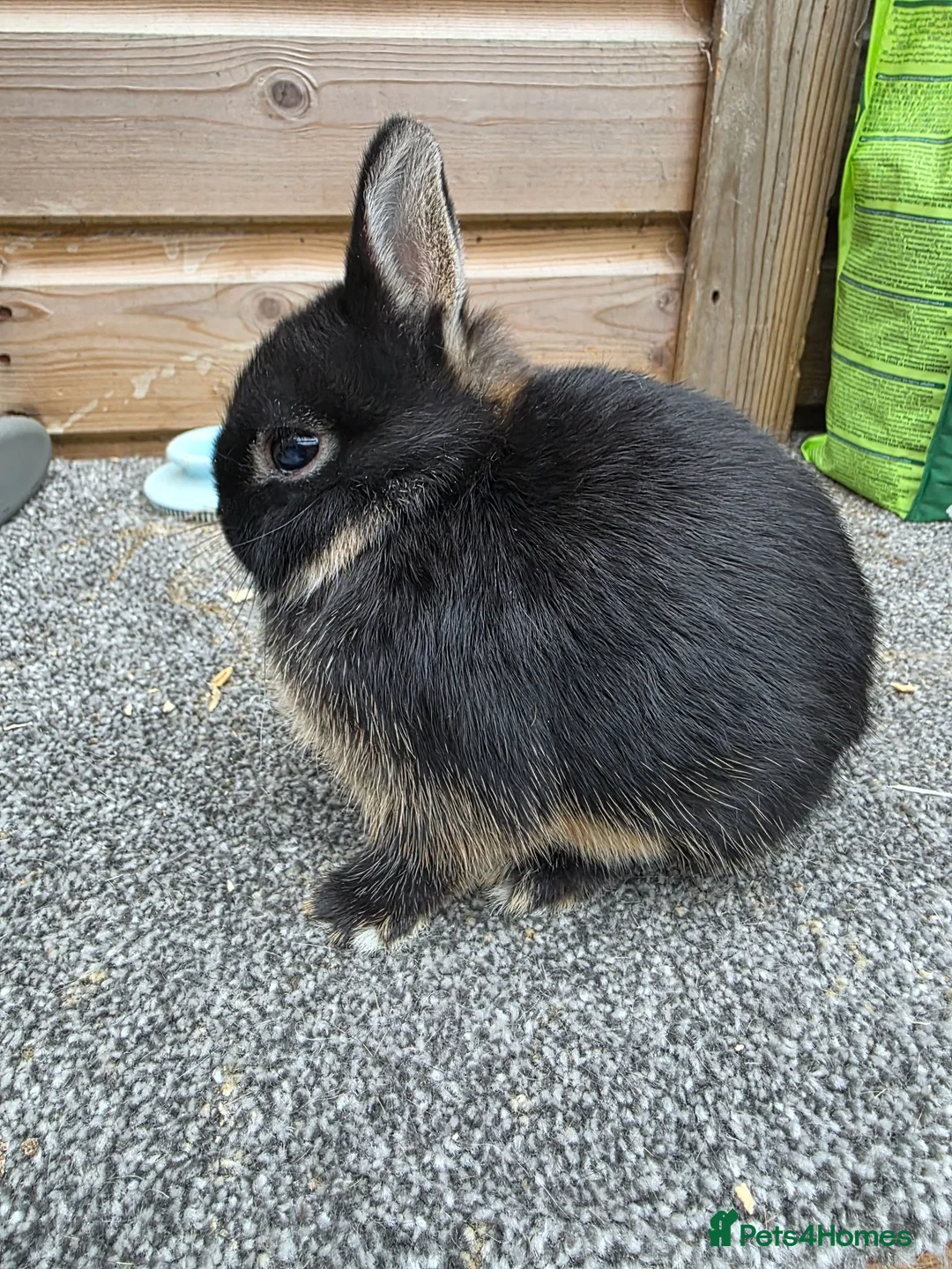 Netherland Dwarf rabbits for sale: Netherland Dwarf kits black otter, agouti vienna  - Advert 5