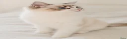 Ragdoll cats for sale: Ragdoll princess looking for her forever home - Advert 18
