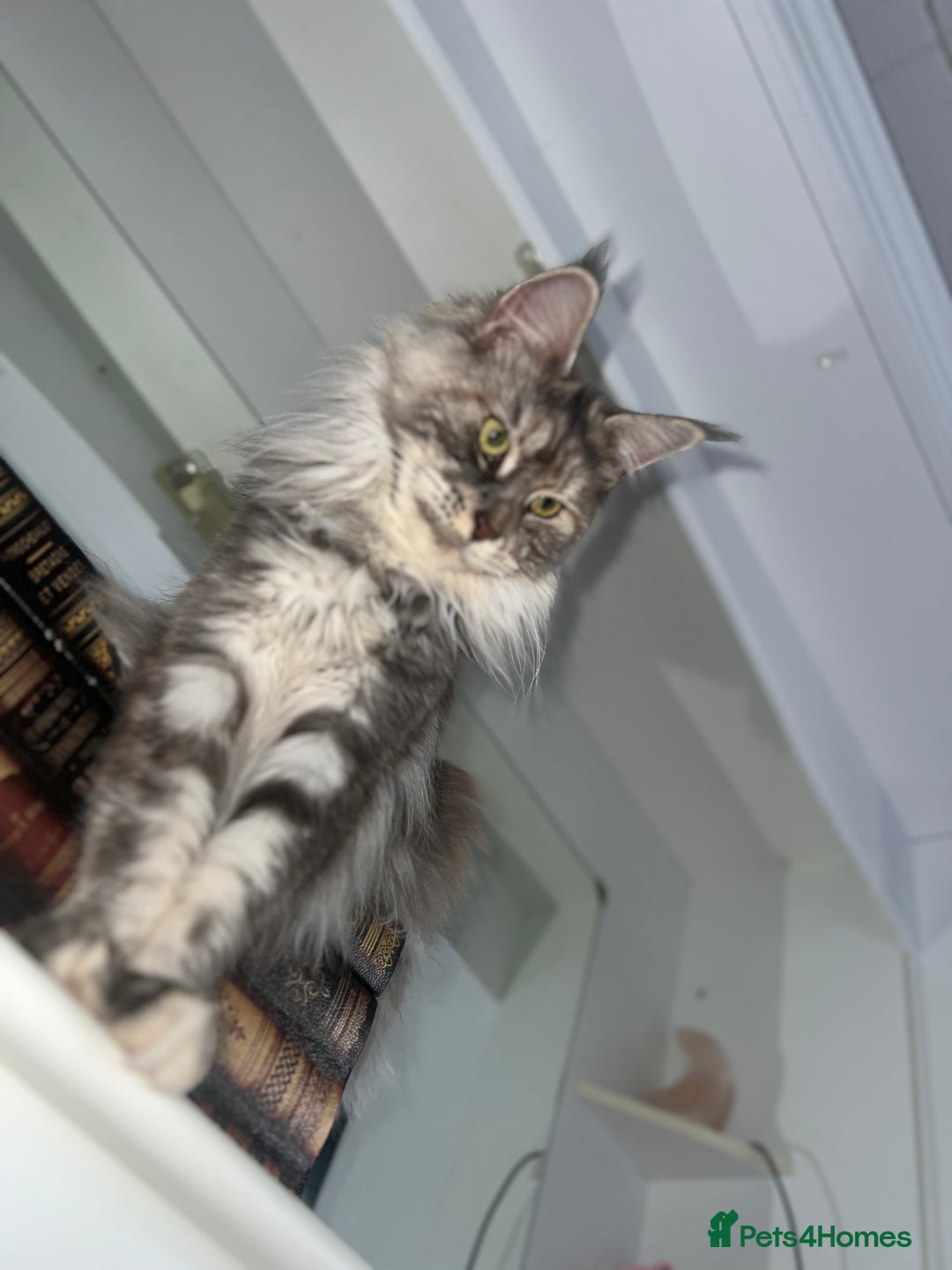 Maine Coon cats for sale: Registered pedigree maine coon for sale - Advert 20