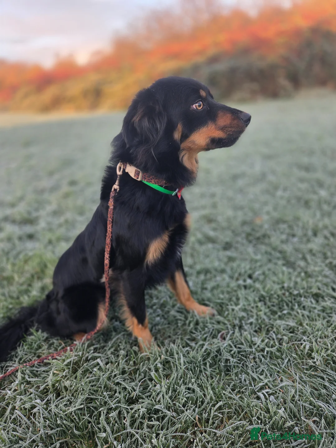 Mixed Breed dogs for sale: Collie x hunterway called Millie - Advert 2