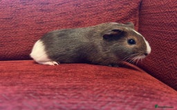 Guinea Pig rodents for sale: Two baby boars for sale  - Advert 2