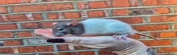 Rat rodents for sale: Male and female rats  - Advert 10