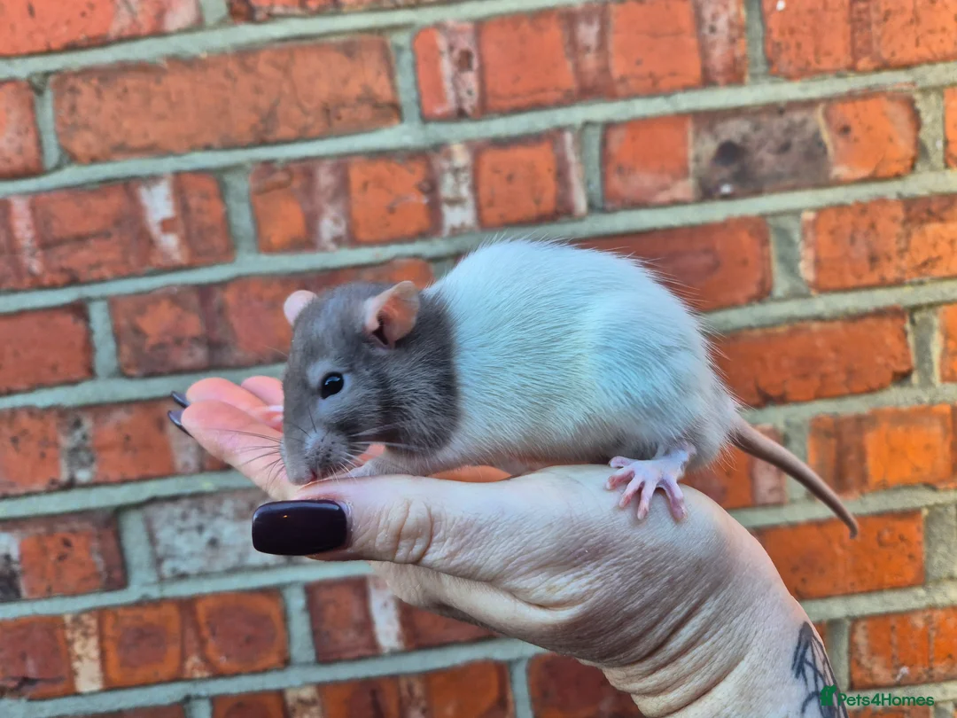 Rat rodents for sale: Male and female rats  - Advert 10
