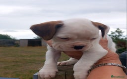 Boxer dogs for sale: Beautiful chunky Boxer puppies - Image 1