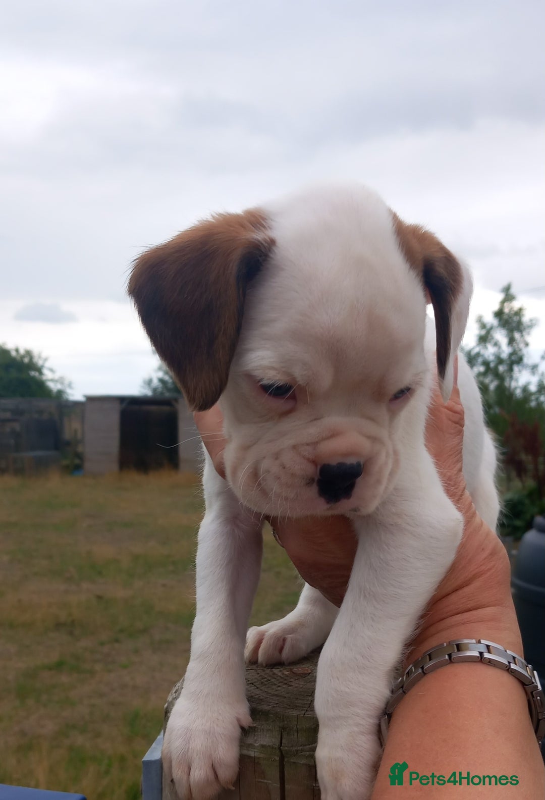 Boxer dogs for sale: Beautiful chunky Boxer puppies - Image 1