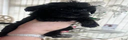 Mixed Breed dogs for sale: 🐾🐶Adorable Cavaschnauzer Pups 🐶🐾 - Advert 32