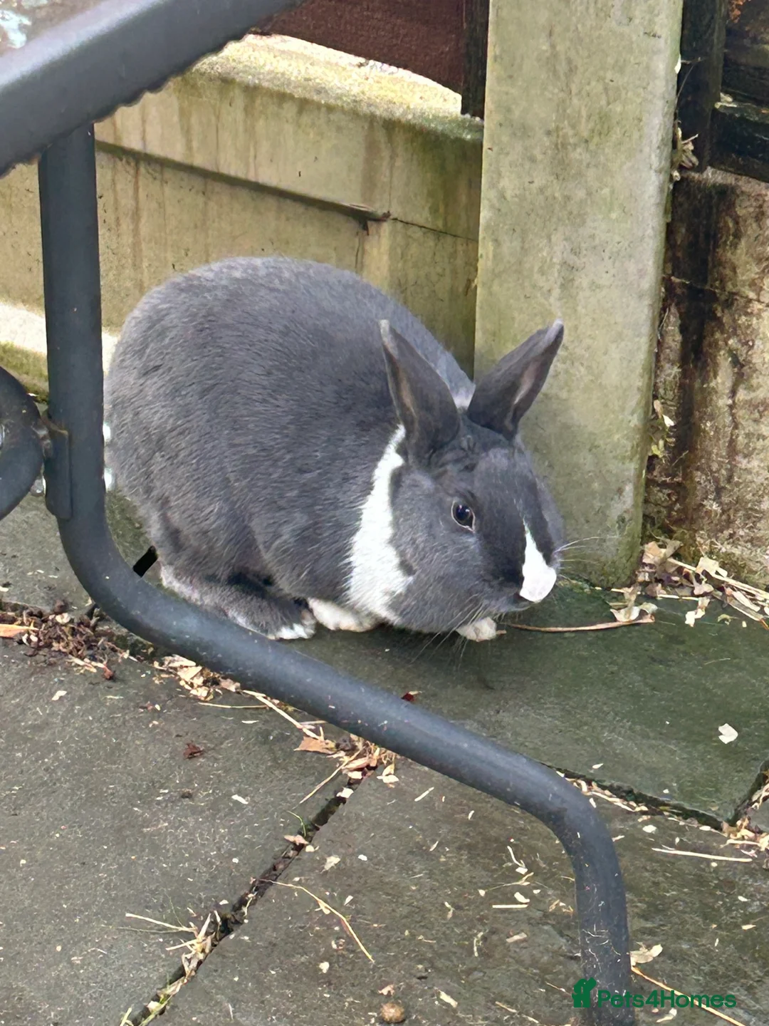 Dutch rabbits for sale: Female Dutch rabbit - Advert 1