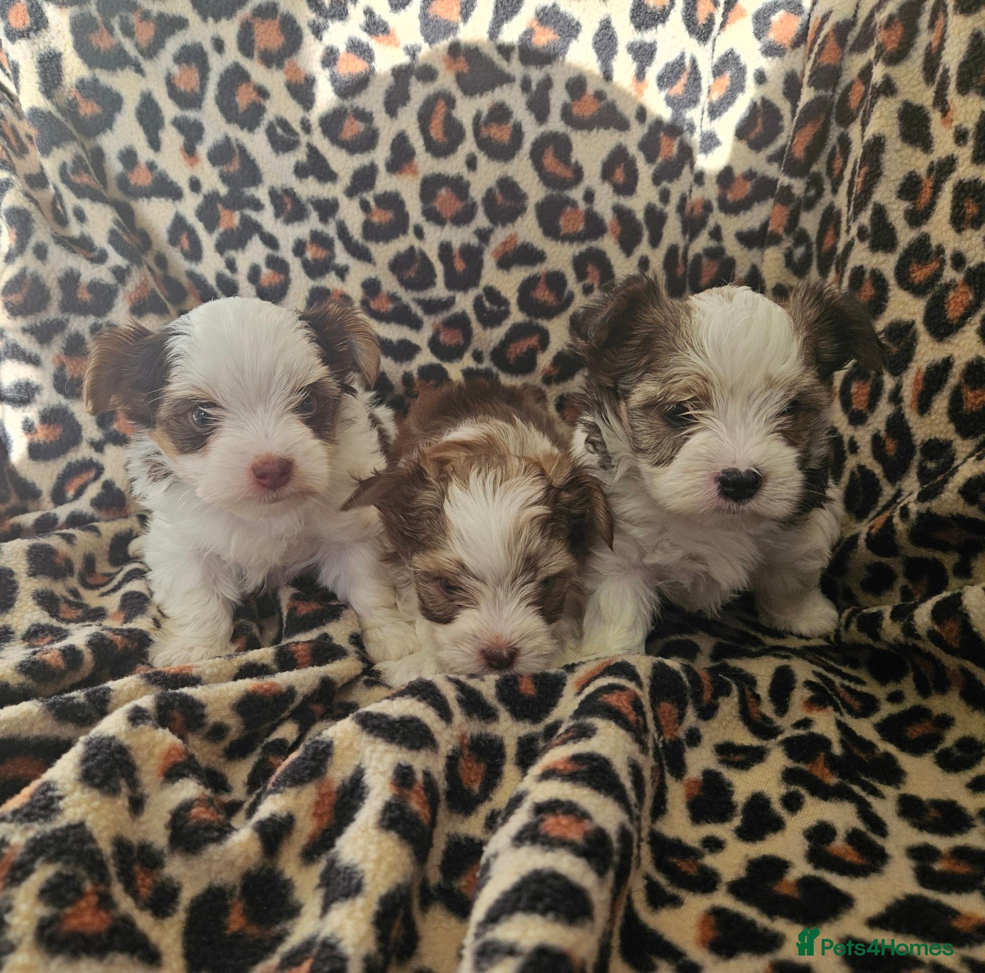 Yorkshire Terrier dogs 💜 DNA tested parents 💜 White Ocean Pearl girls - Advert 5