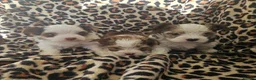 Yorkshire Terrier dogs for sale: 💜 DNA tested parents 💜 White Ocean Pearl girls - Advert 1