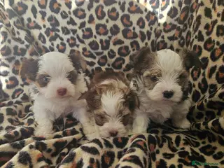 Yorkshire Terrier dogs 💜 DNA tested parents 💜 White Ocean Pearl girls - Advert 1
