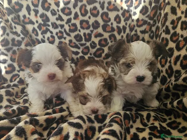 Yorkshire Terrier dogs 💜 DNA tested parents 💜 White Ocean Pearl girls - Advert 7