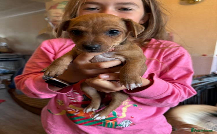 Jack Russell dogs - Advert 3