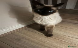 Ragdoll cats for sale: Female ragdoll ( possible expecting) - Image 2
