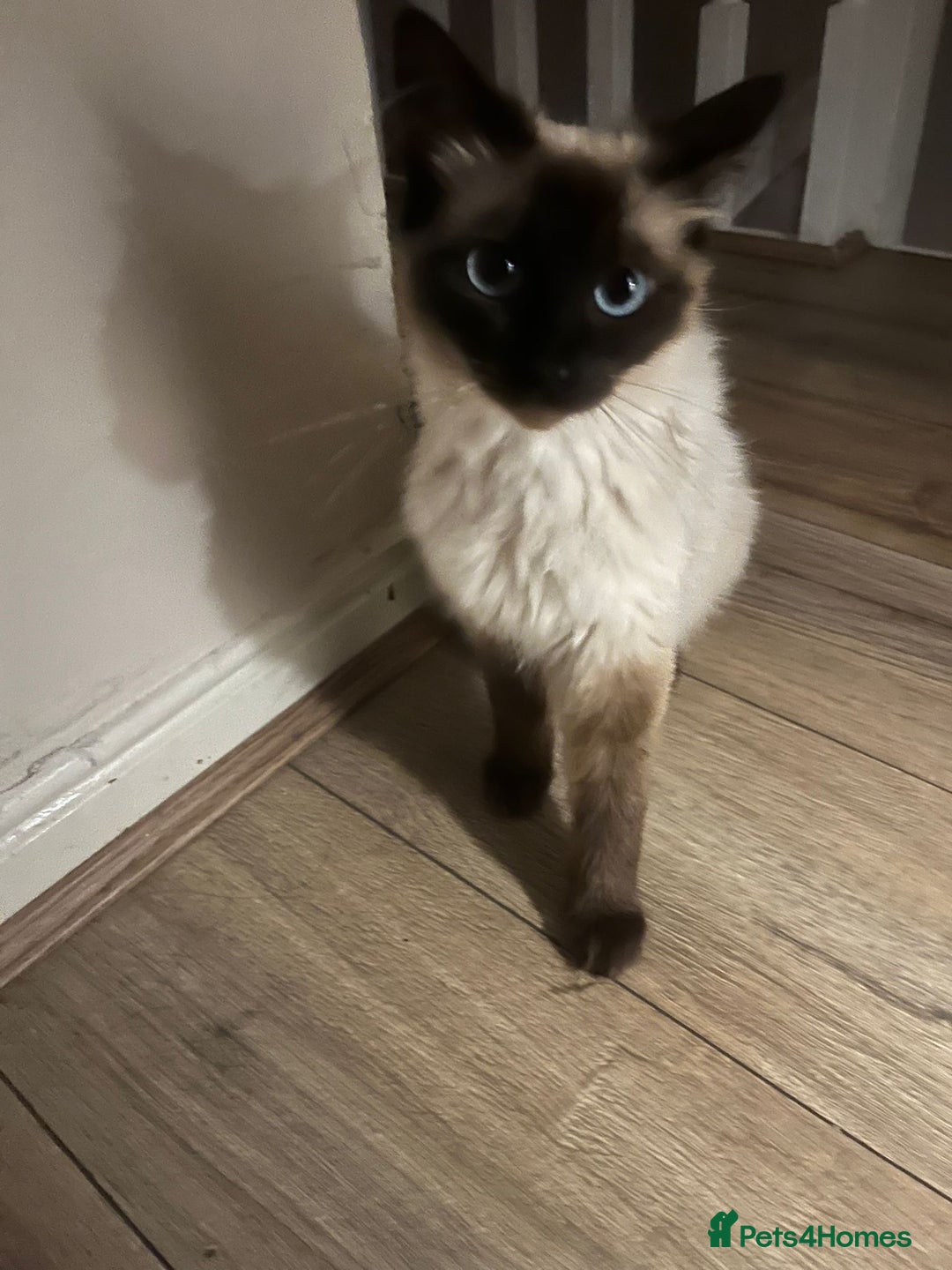 Ragdoll cats for sale: Female ragdoll ( possible expecting) - Image 2