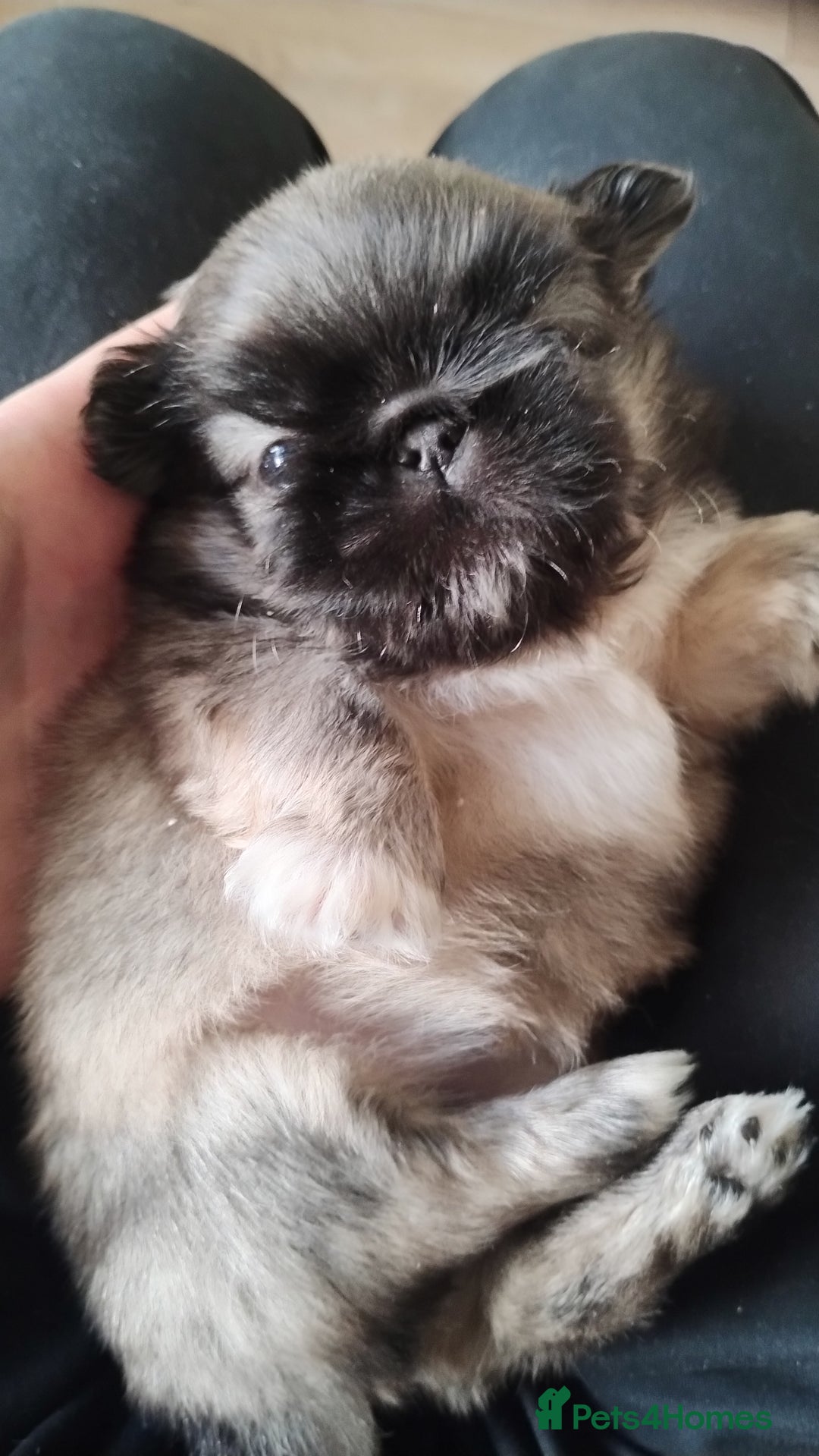 Pekingese dogs for sale: Pekingese puppies. Eastbourne - Advert 5