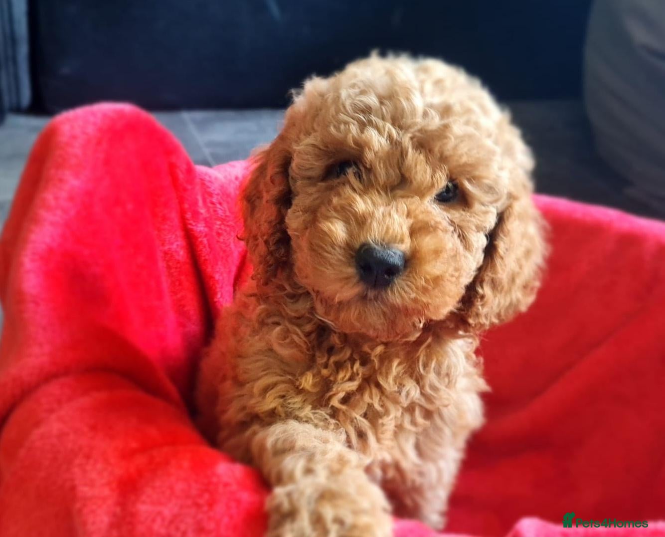 Cockapoo dogs 4 Adorable f1b cockerpoo pups 🐶  - Advert 1