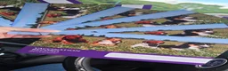 Miniature Dachshund dogs for sale: Miniature dachshund - Advert 3
