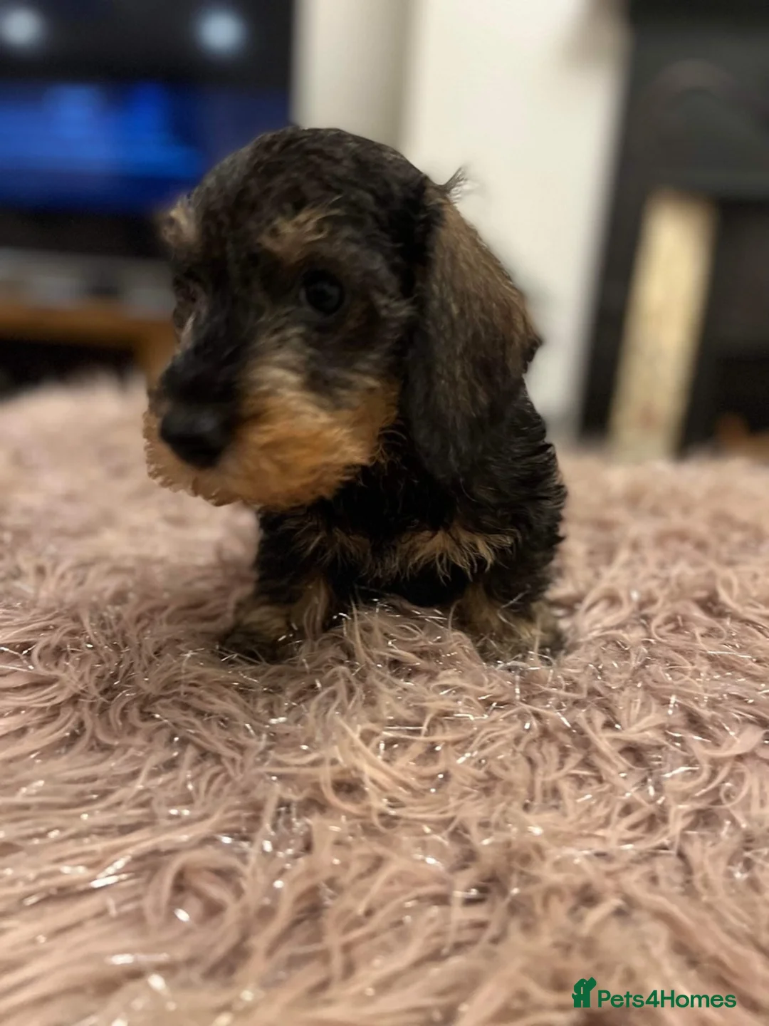 Miniature Dachshund dogs for stud: Miniature Wire Haired Dachshund Stud in Manchester - Advert 5