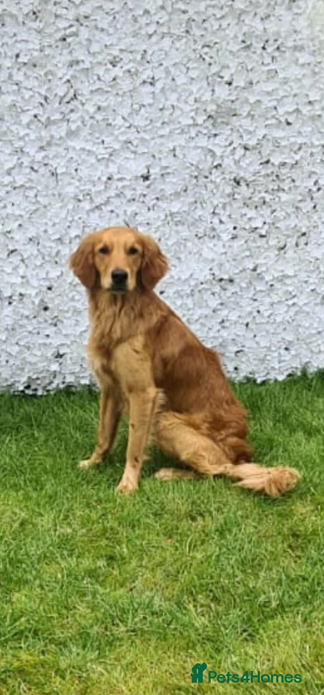 Golden Retriever dogs for sale: Golden Retriever Puppies - Advert 12