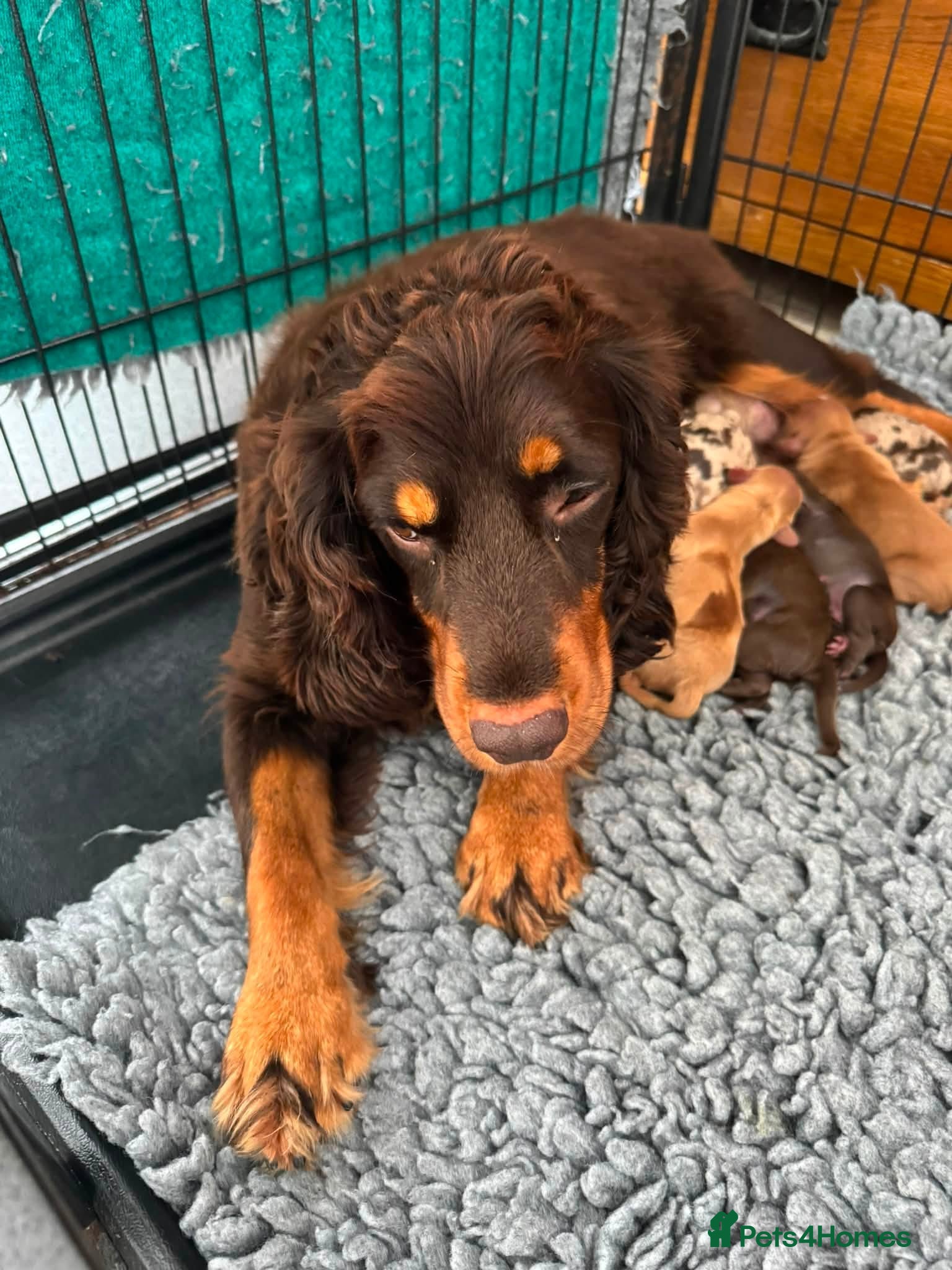 Cockapoo dogs DNA CLEAR,Stunning Cockapoos Ready 18th September  - Advert 2