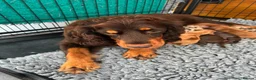 Cockapoo dogs for sale: DNA CLEAR, Stunning F1 Cockapoo puppies - Advert 7