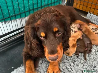 Cockapoo dogs DNA CLEAR,Stunning Cockapoos Ready 18th September - Advert 2
