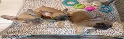 French Bulldog dogs for sale: READY TO HOME KC FRENCH BULLDOG PUPPIES - Advert 9
