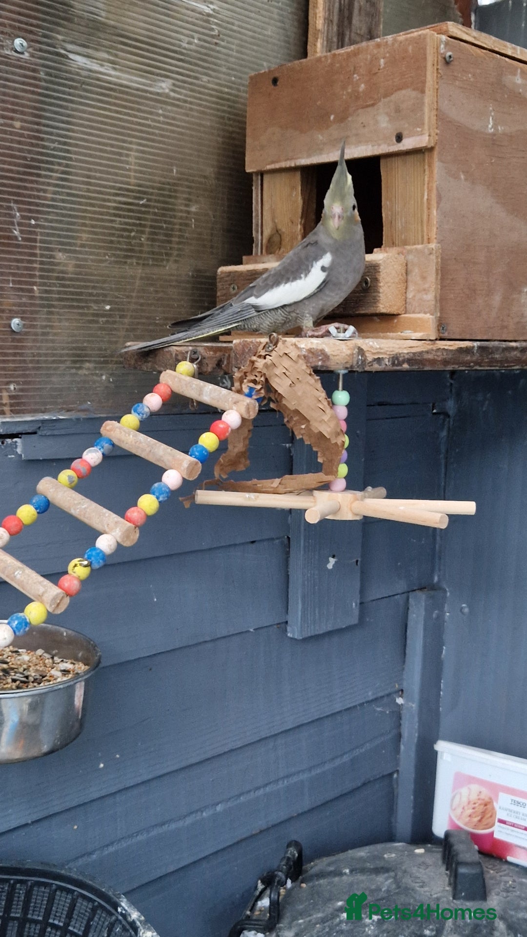 Cockatiels birds for sale: 1x 8 week old cockatiel £85  - Image 4