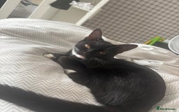 British Longhair cats for sale: 1 Male 1 Female - Advert 3