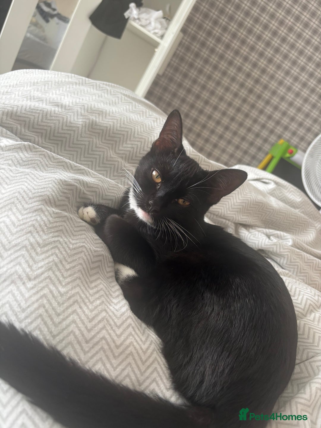 British Longhair cats for sale: 1 Male 1 Female - Advert 3