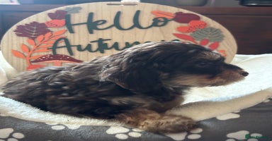 Cockapoo dogs - Advert 4