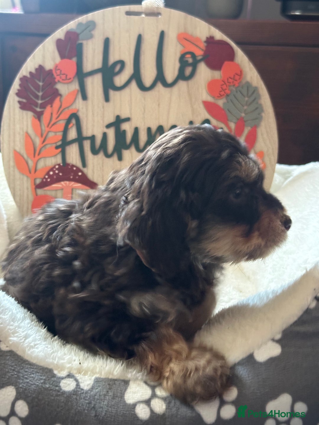 Cockapoo dogs for sale: F3 Cockapoo puppies. Prices do vary.  - Image 2