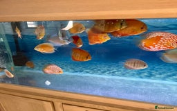 Discus fish for sale: Discus fish - Image 6
